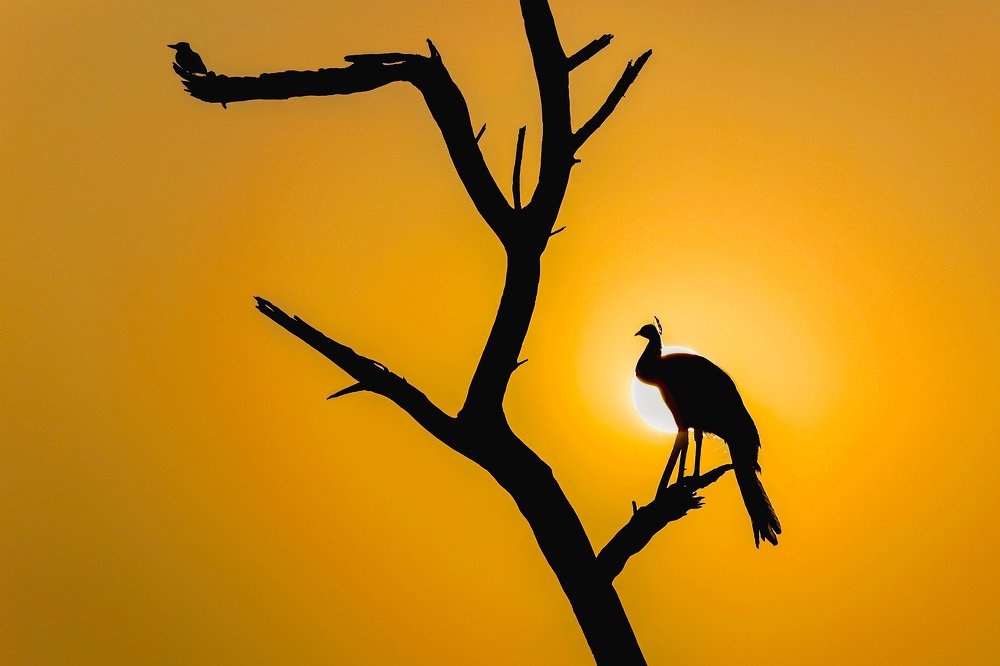 Photograph by narendra kumar pandey