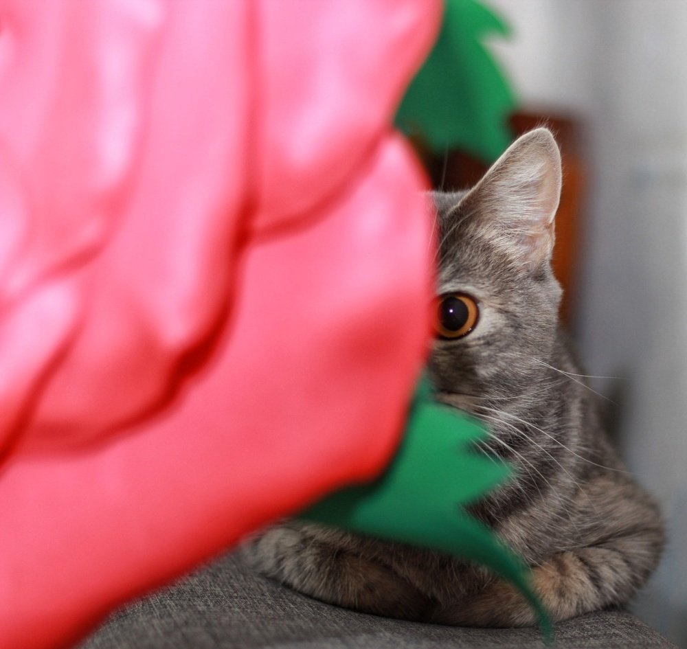 Фотография автора Инна Шикина