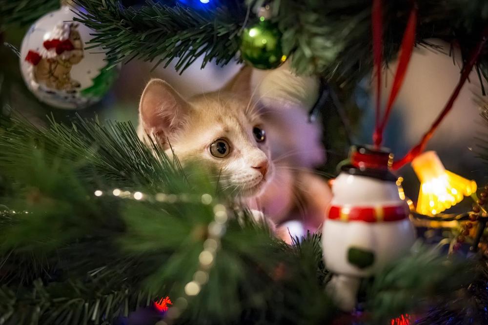 Photograph by Елена Черненко