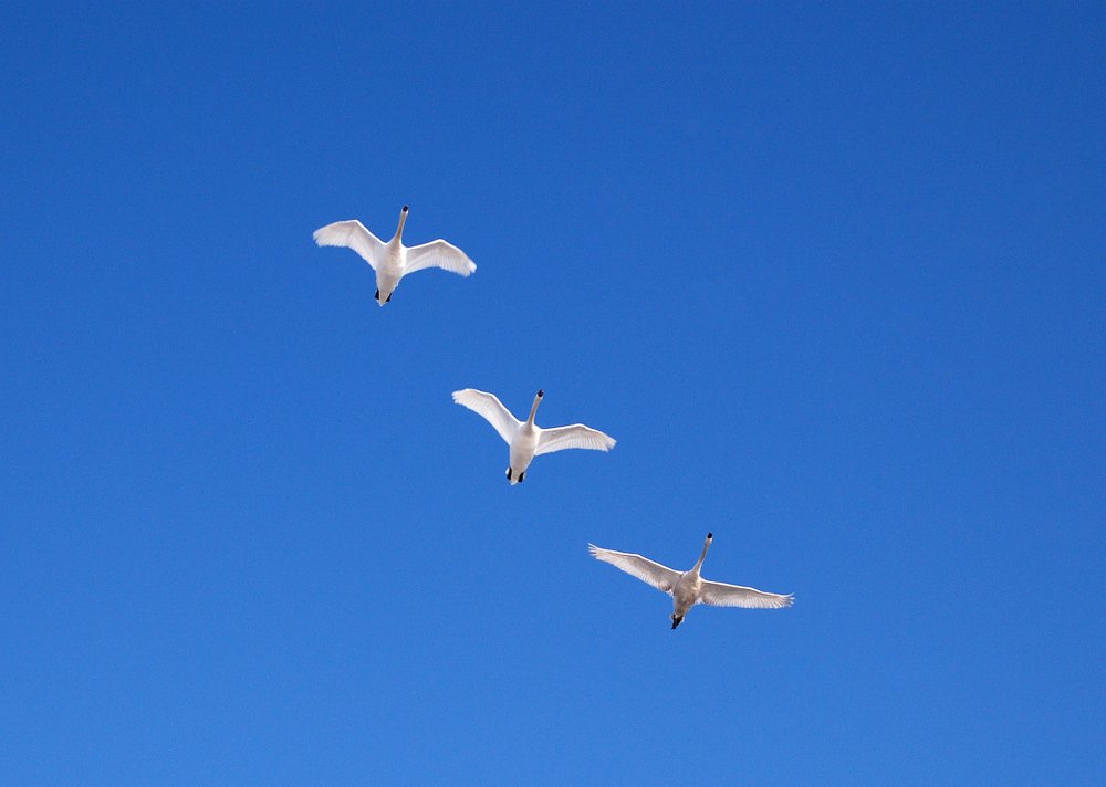 Photograph by Людмила Сиденко