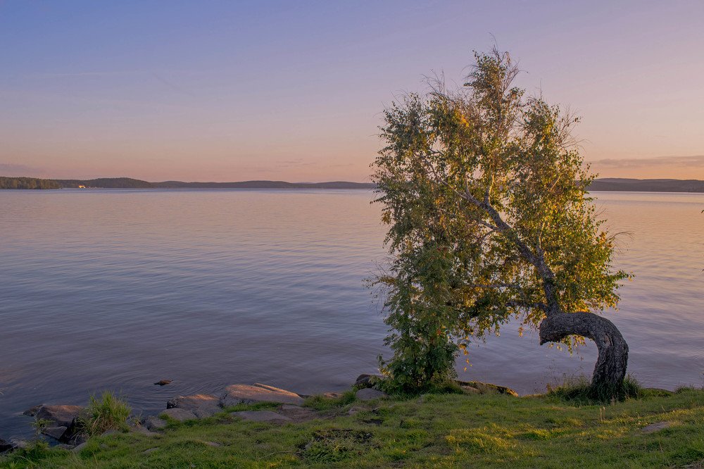 Сентябрьская берёза.