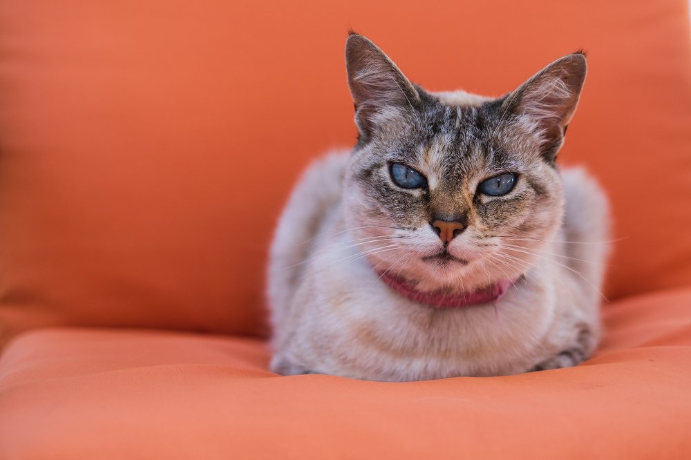 Photograph by Andre Pinto