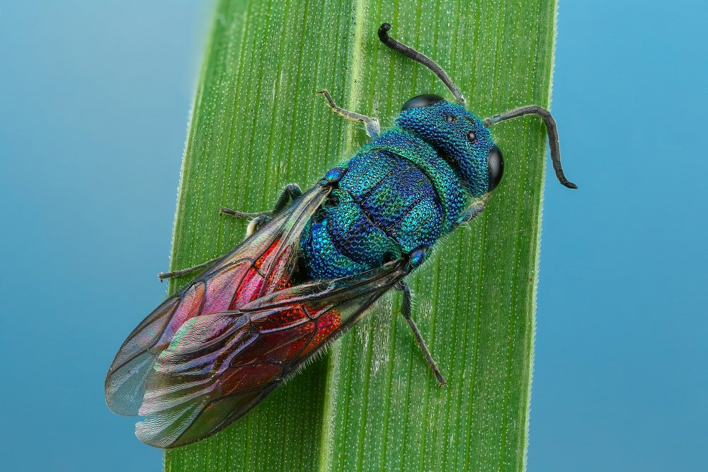 Фотография автора Андрей Шаповалов