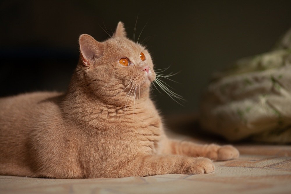 Фотография автора Дарья Воронина