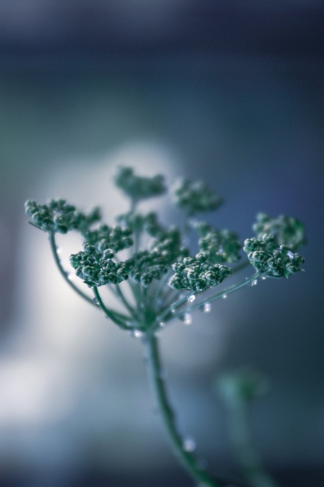 Photograph by Alena Rybakova