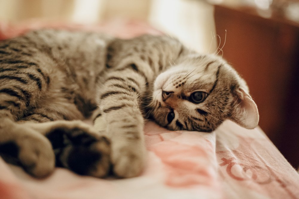Котёнок