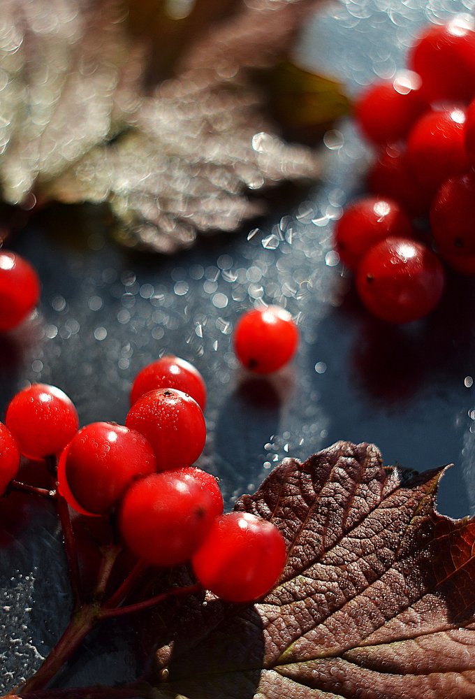 Калина красная