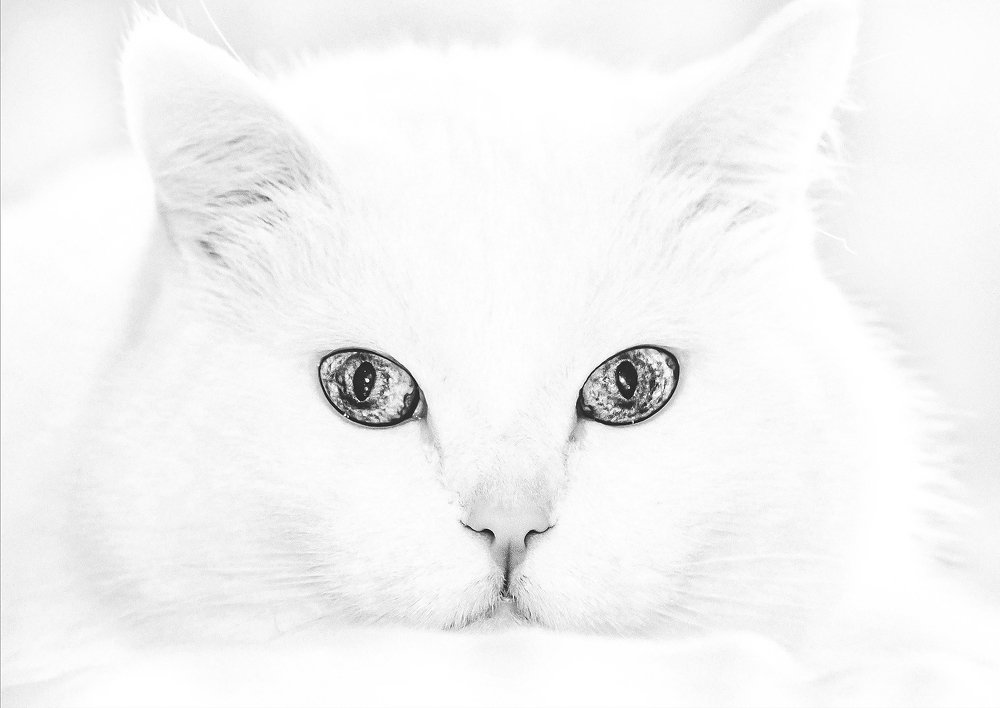 Портрет белого кота