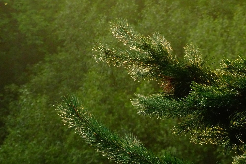 Фотография автора Remus Lucescu