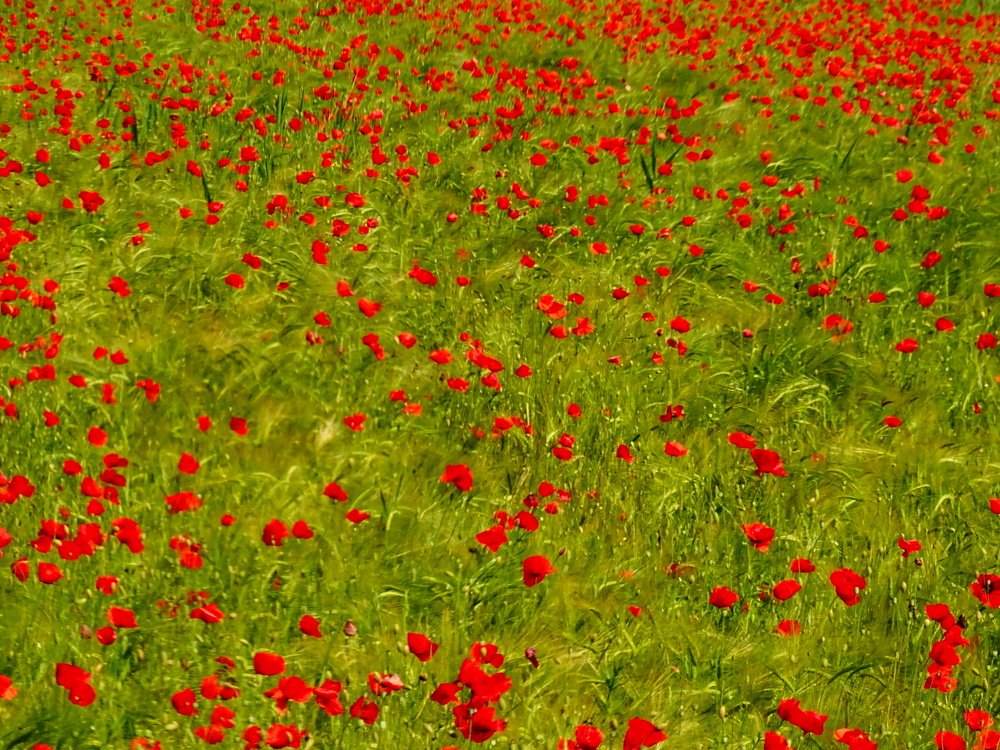 Фотография автора Remus Lucescu