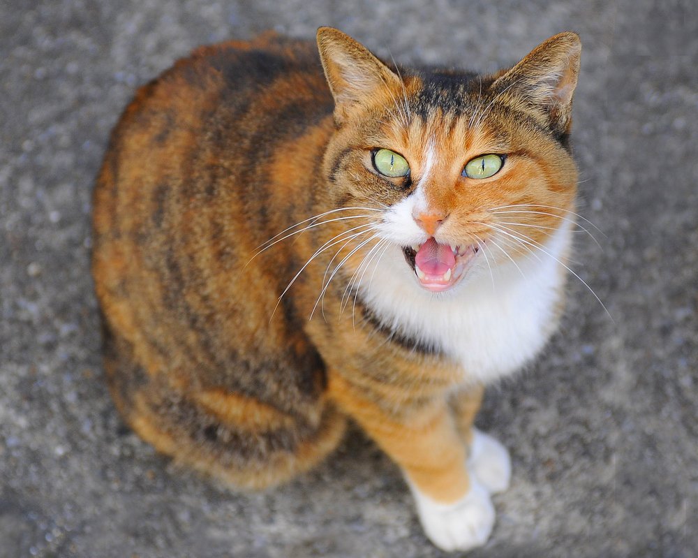 Photograph by Leka Huie