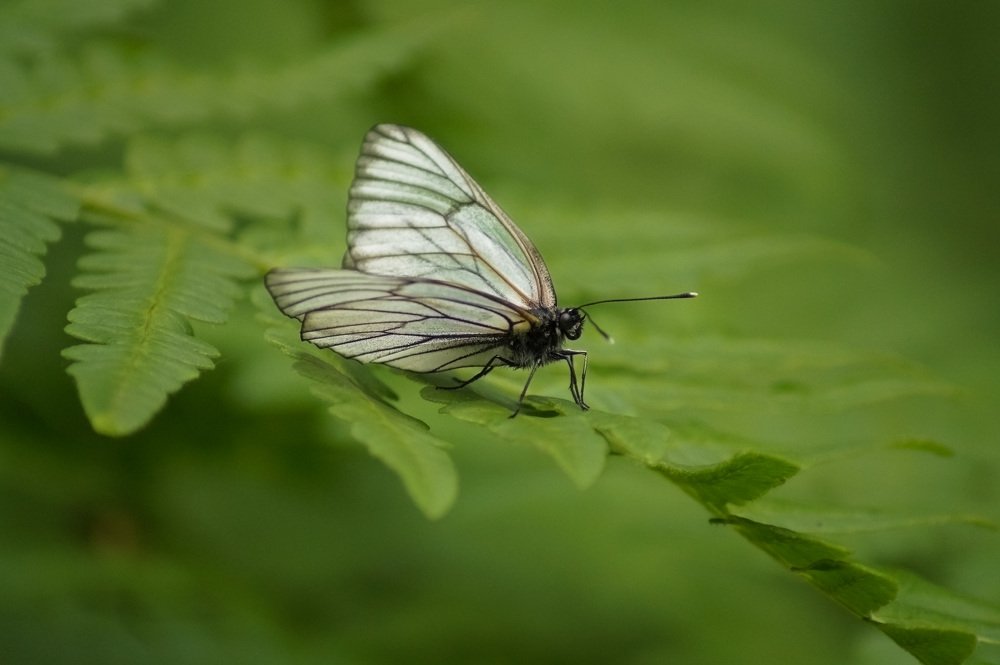 Photograph by Slesareva Nina