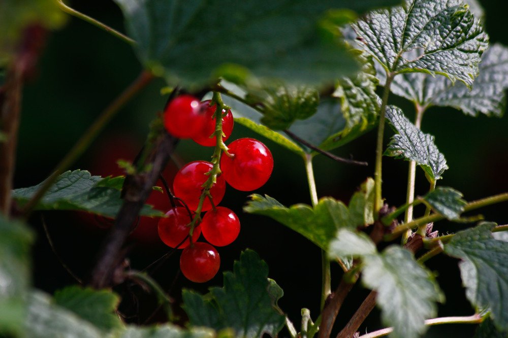 Смородинка поспела!