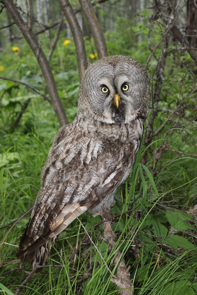 В ожидании ночной охоты...