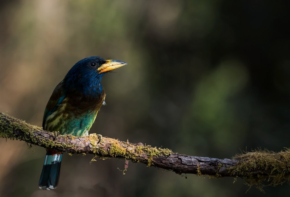 Photograph by Krishnaprasad N