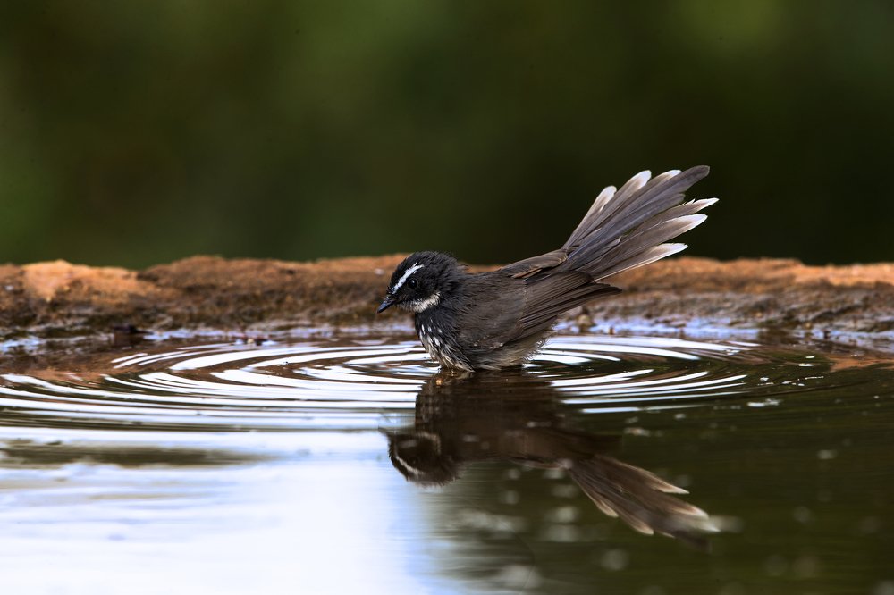 Photograph by Krishnaprasad N