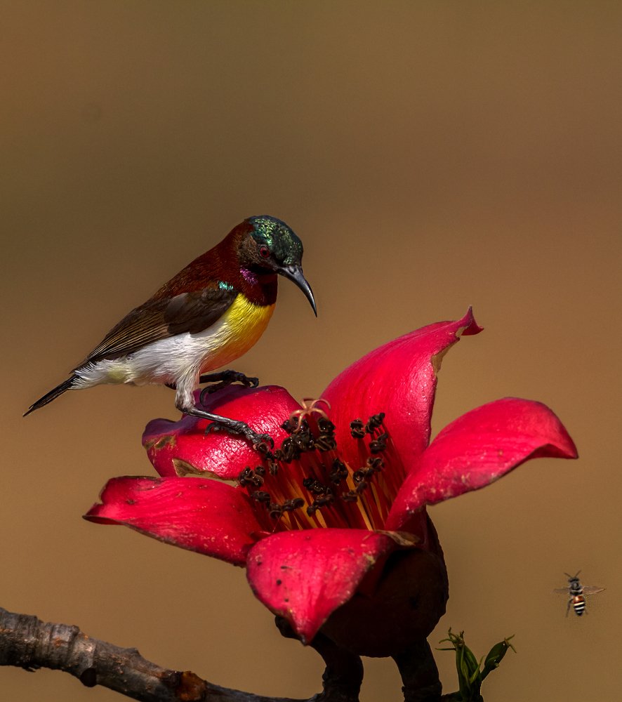 Photograph by Krishnaprasad N