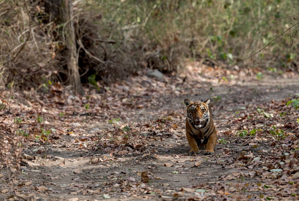 Photograph by Krishnaprasad N