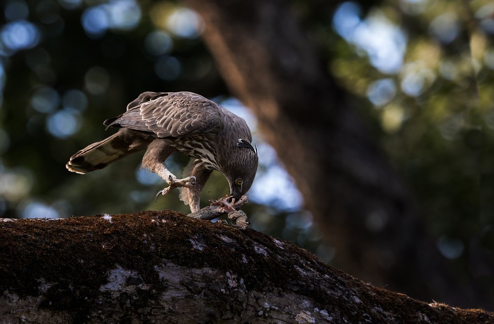 Photograph by Krishnaprasad N