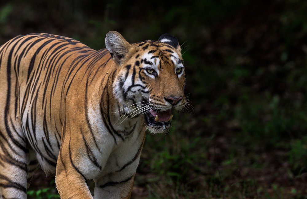 Photograph by Krishnaprasad N