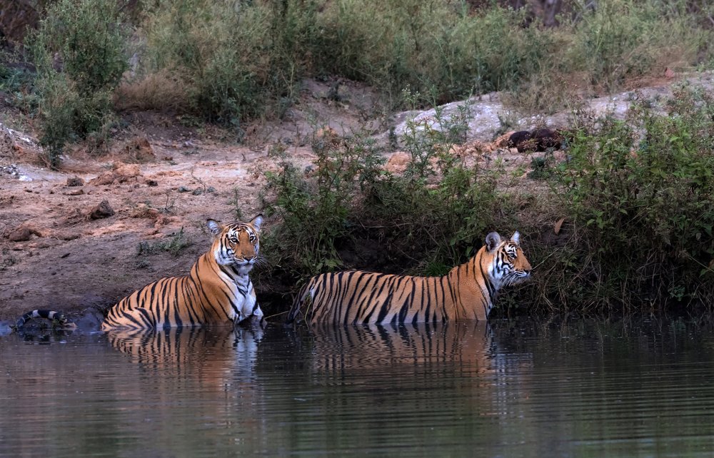 Photograph by Krishnaprasad N