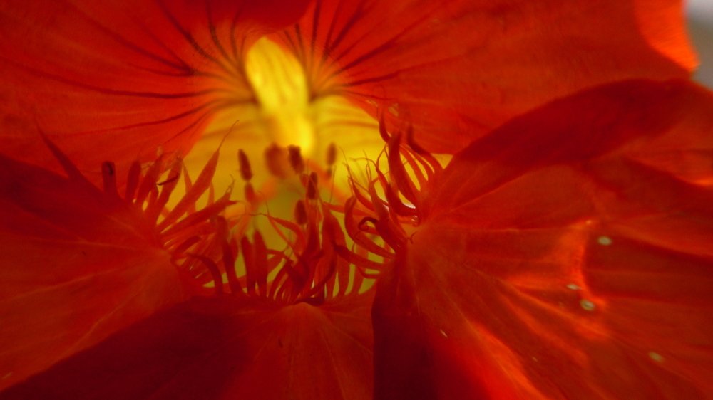 Люди в цветке