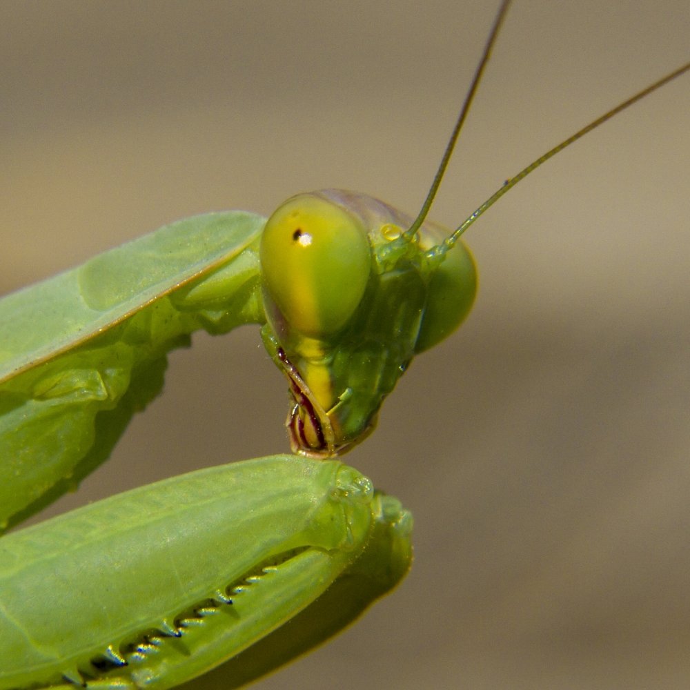 Photograph by Иван Доможирский