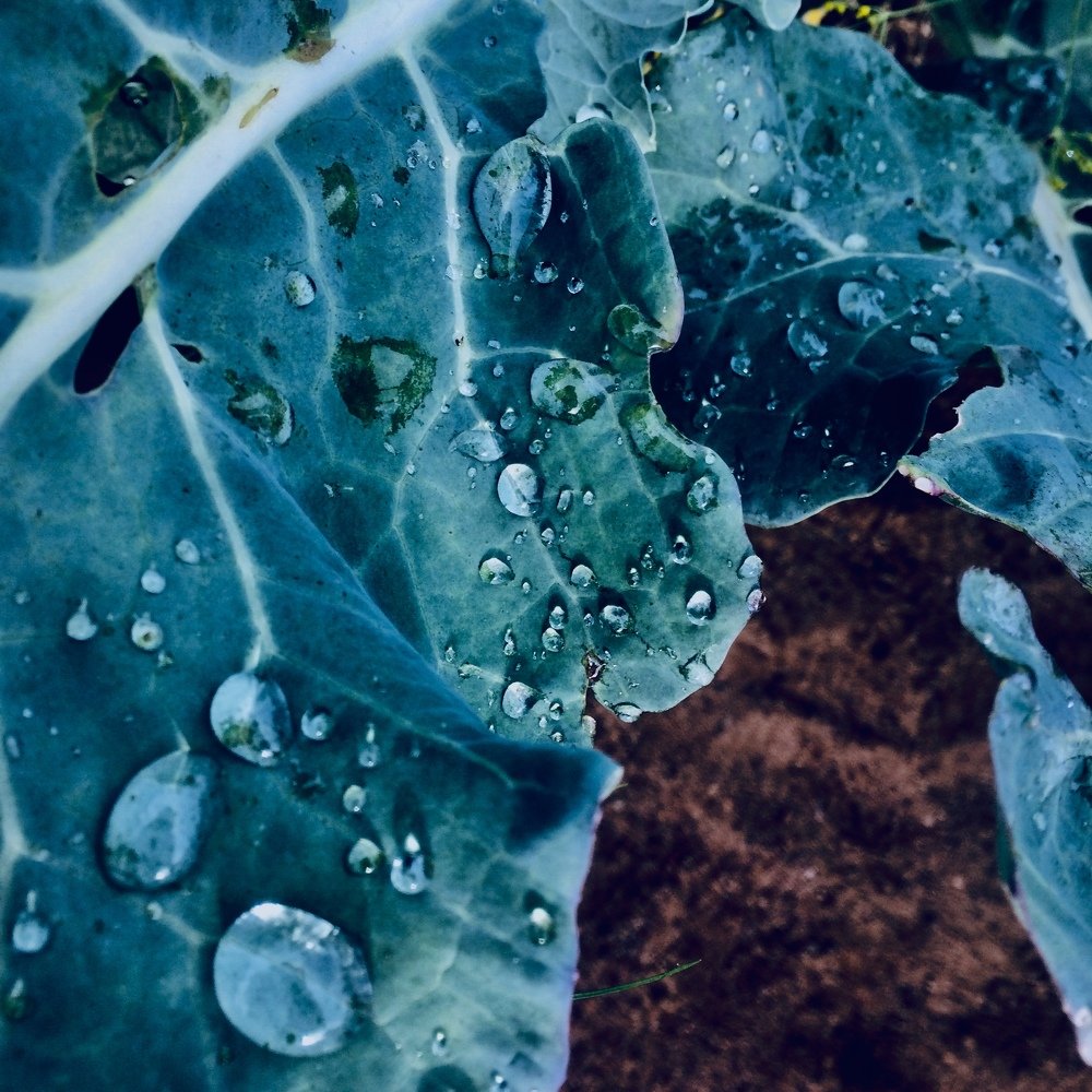 Photograph by Рената Мехова