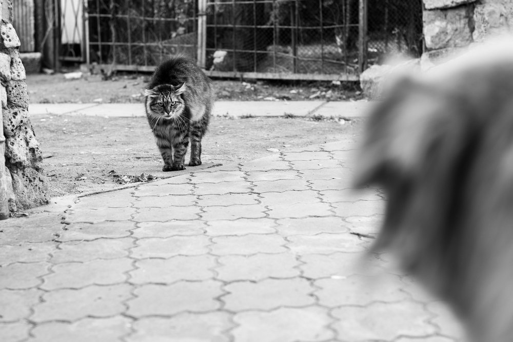 Photograph by Анна Чеснокова