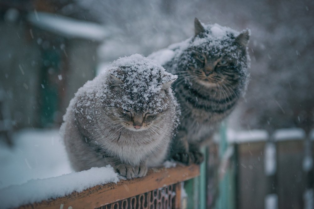 Photograph by Светлана Казина