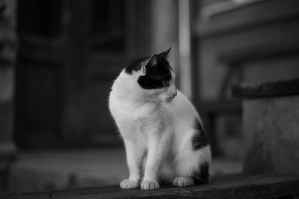 Photograph by Анна Чеснокова