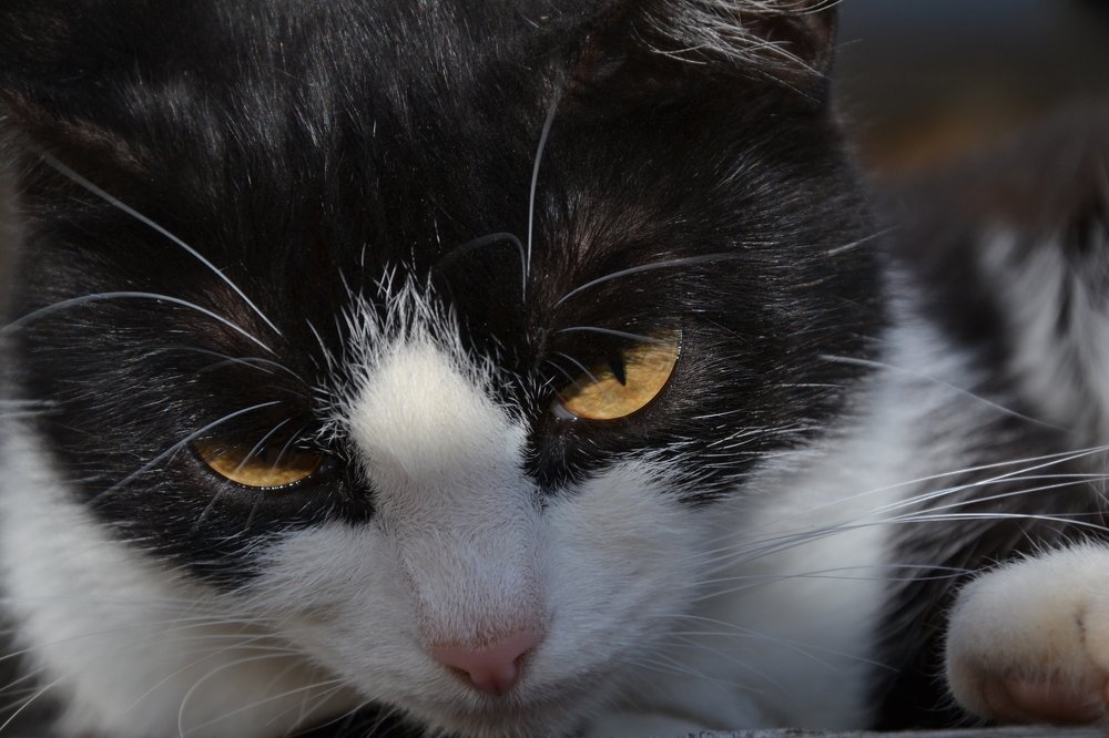 Photograph by Radik 888