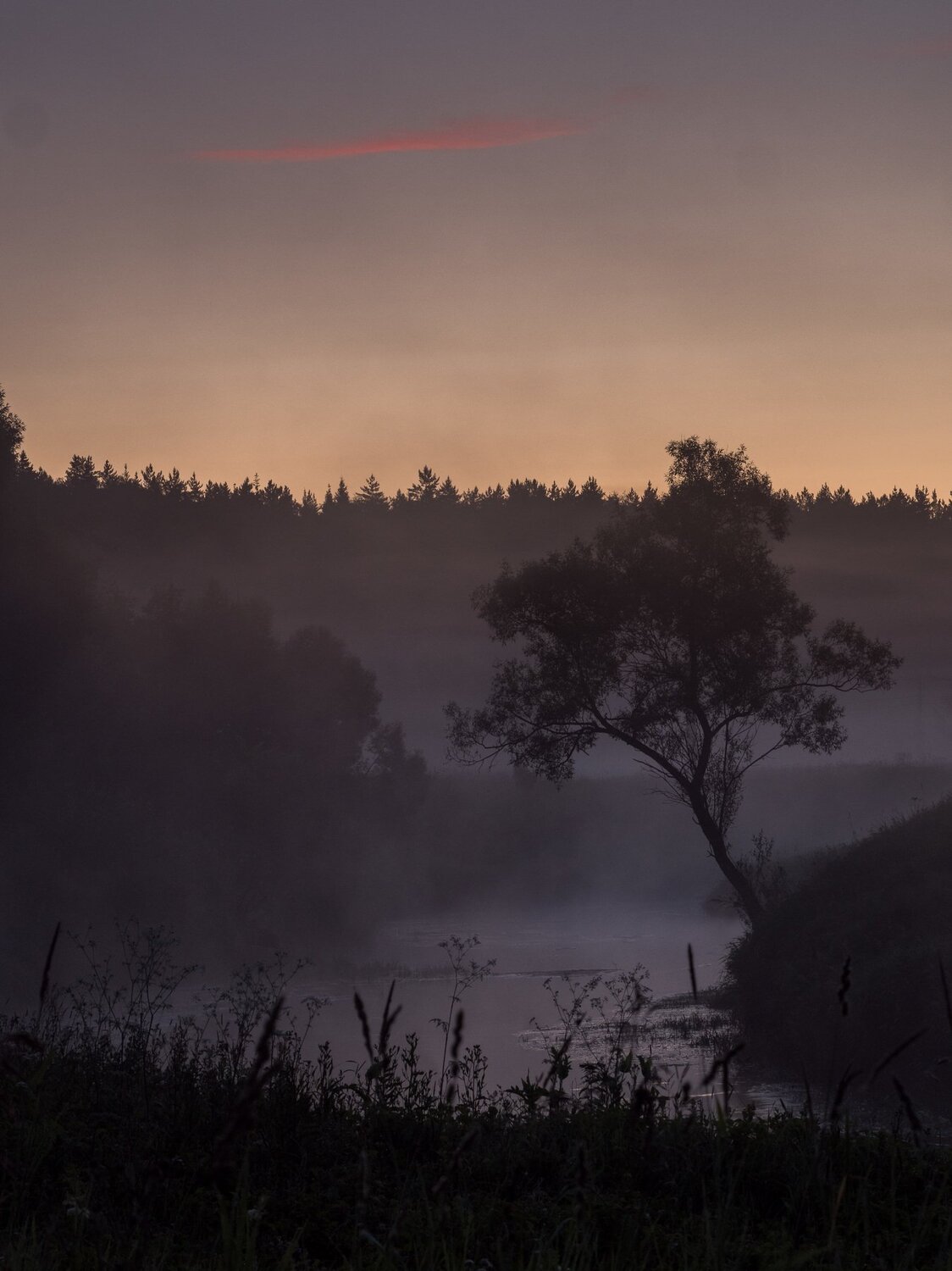 Lone tree over the Istra river