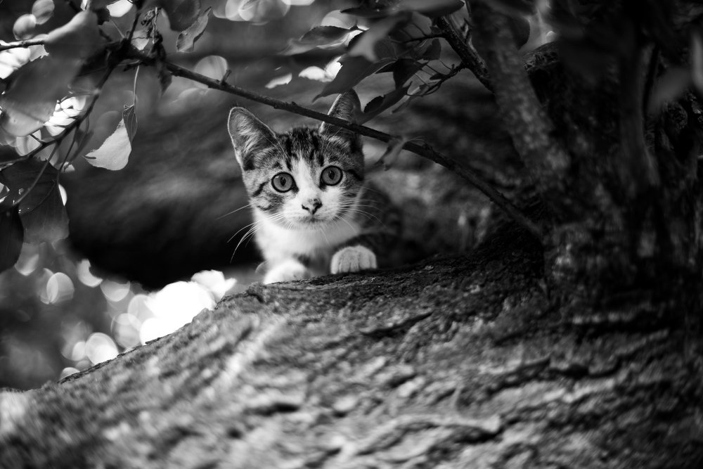 Photograph by Анна Чеснокова