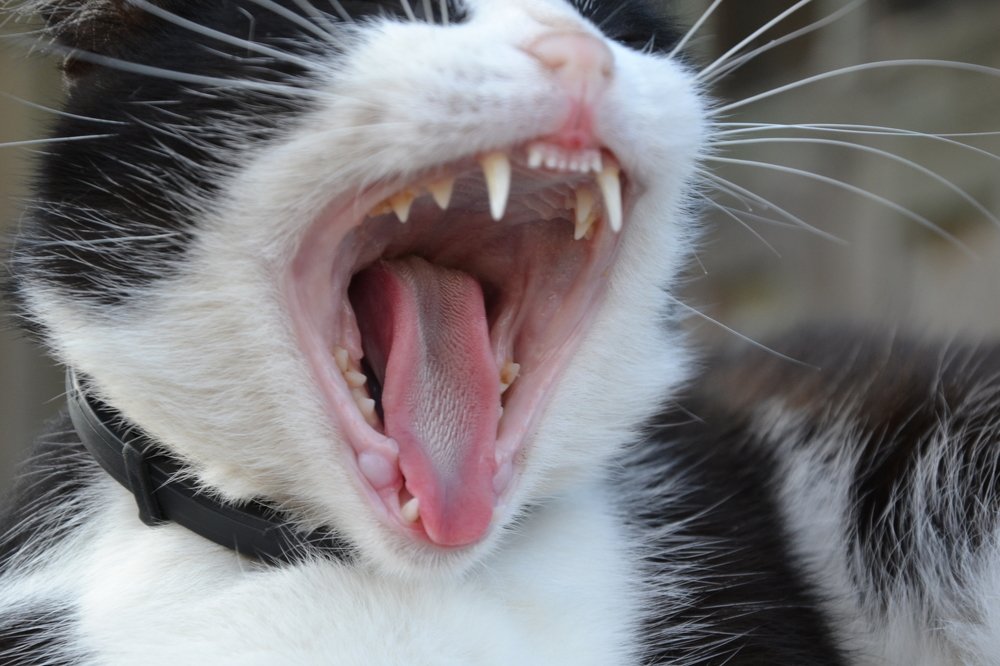 Photograph by Radik 888