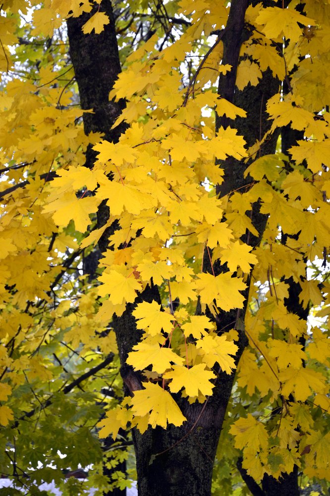 Photograph by Вячеслав Гусаков