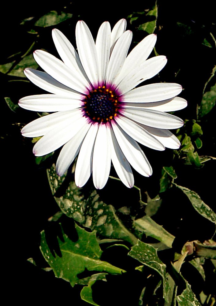 Photograph by علي الساعدي