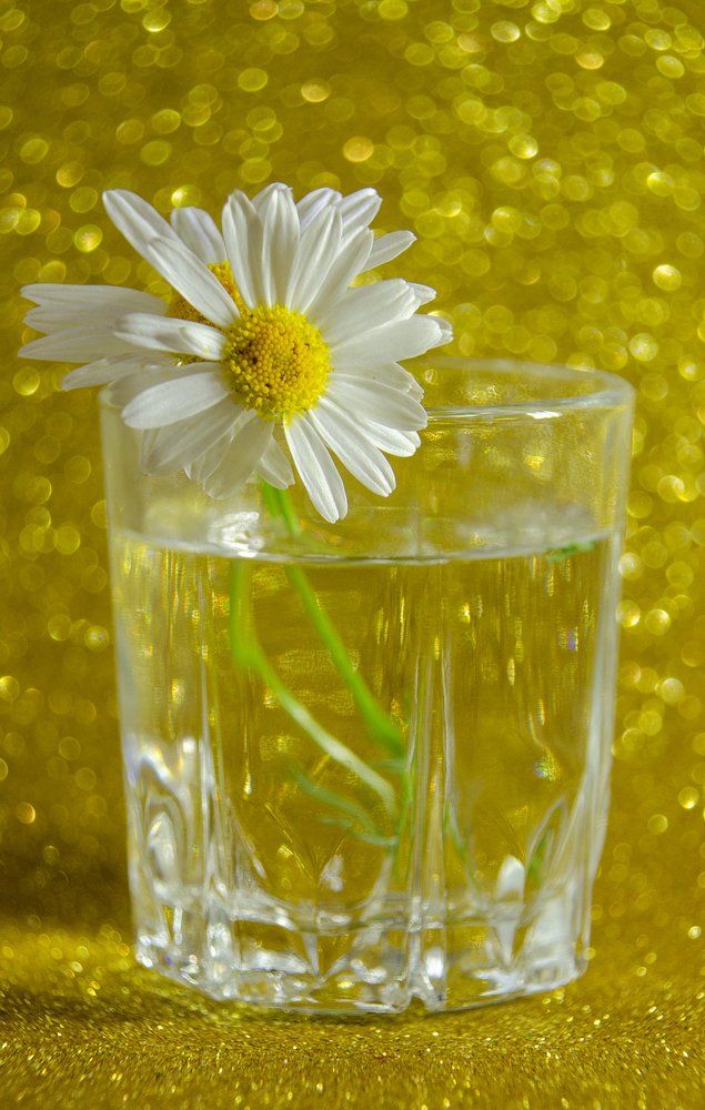 Фотография автора Майя Афзаал