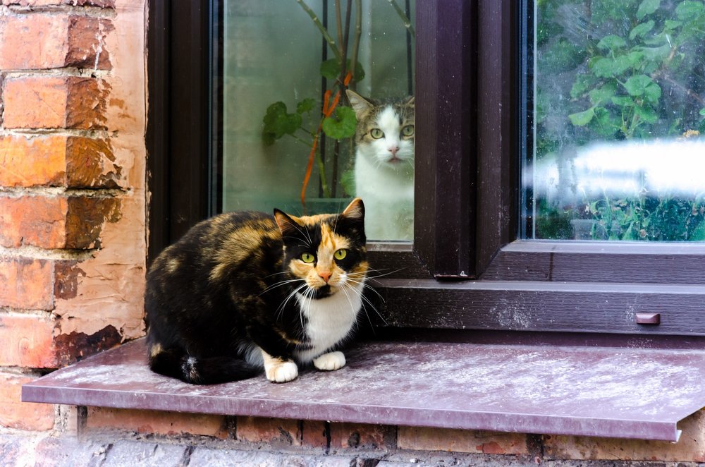 Фотография автора Майя Афзаал