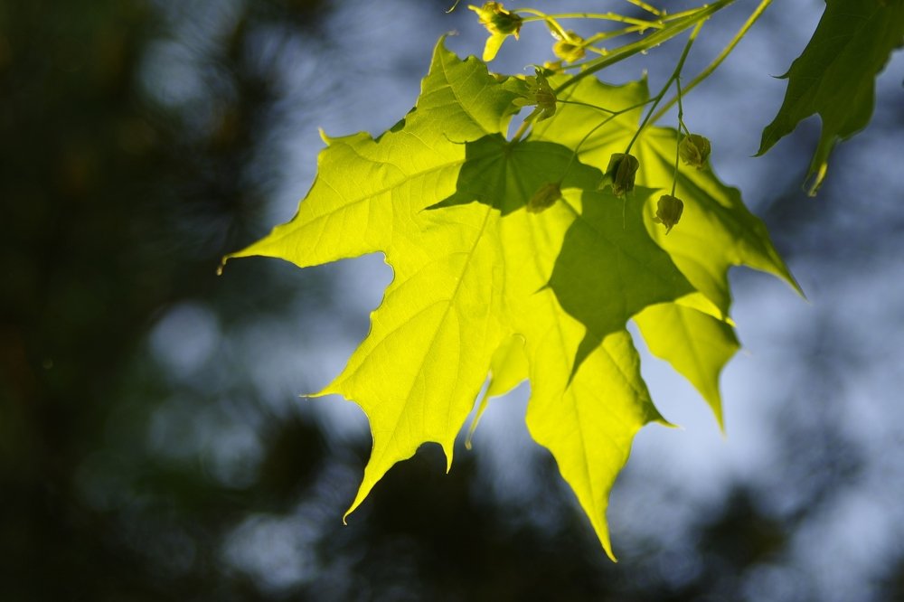 Photograph by Alexandr Bushmelev