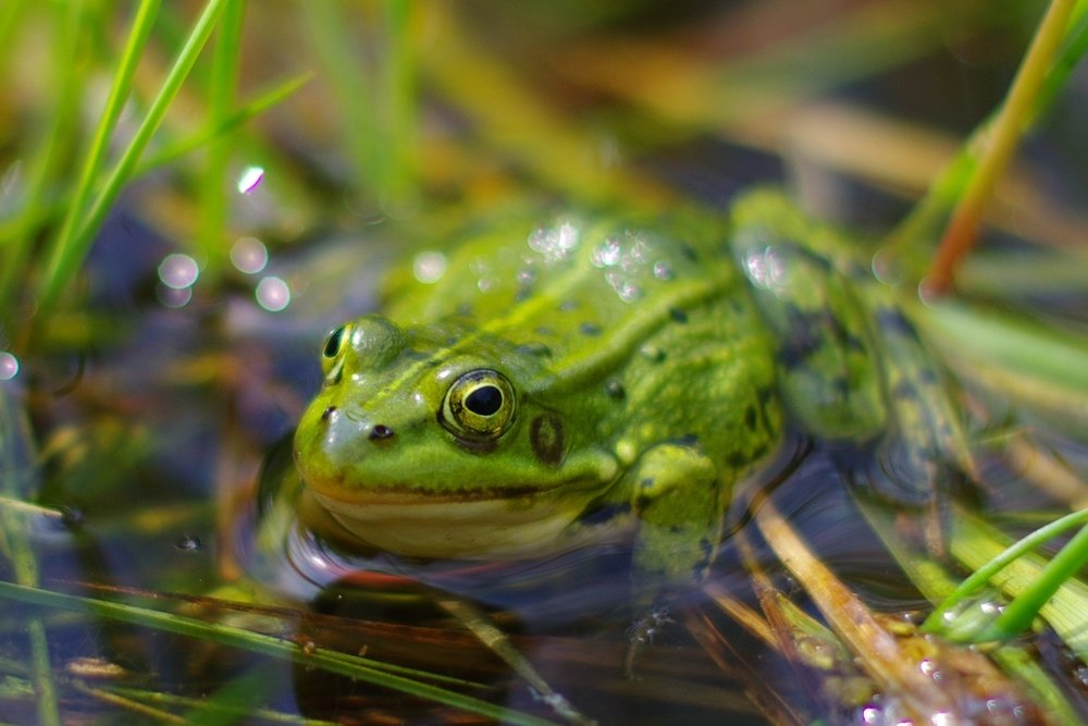 Зелёненькая