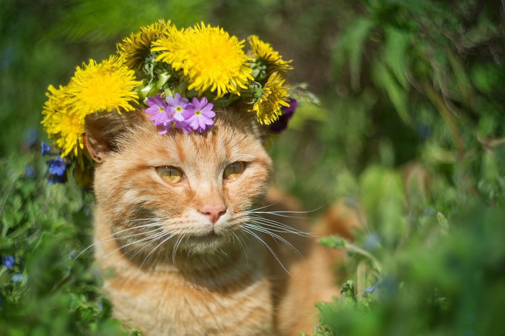 Photograph by Светлана Казина