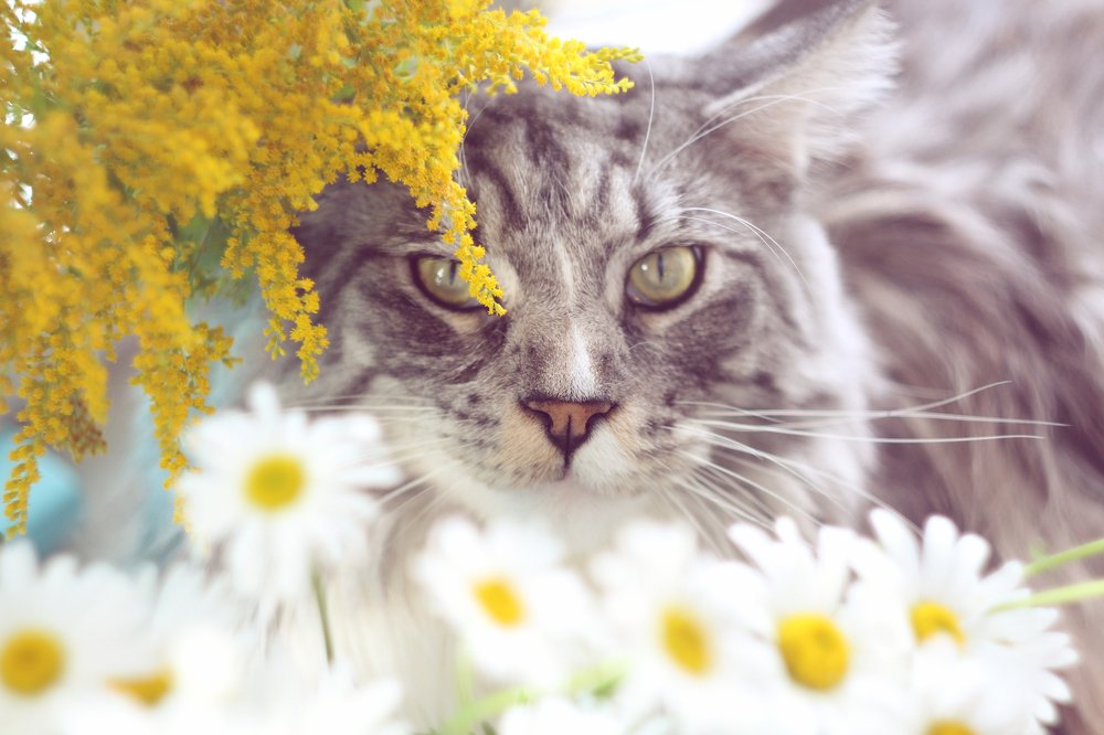 Фотография автора Александра Наливаева