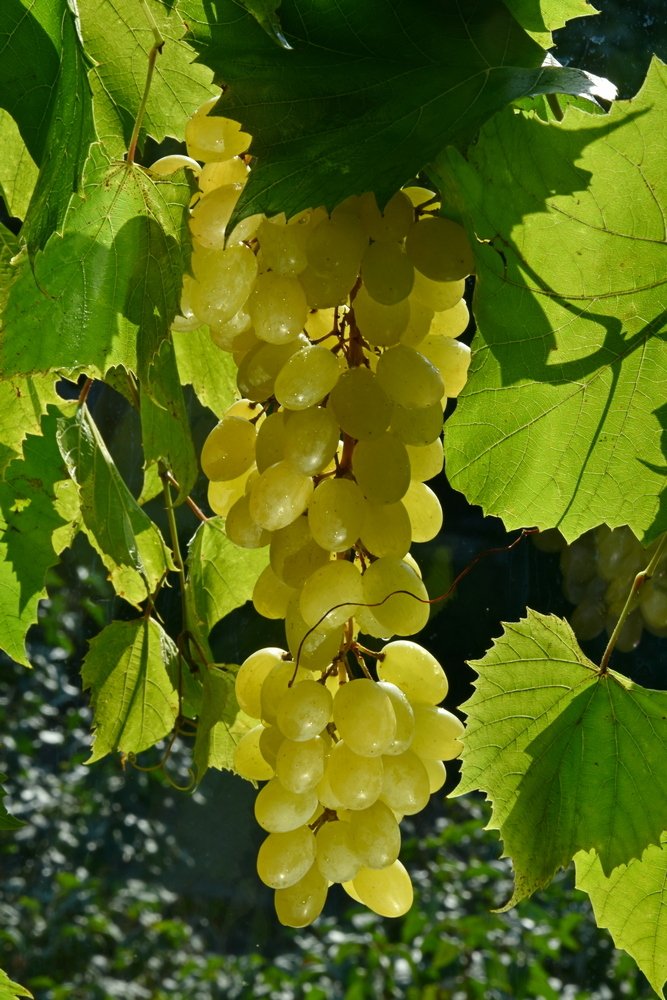 Photograph by Ирина Алексеева