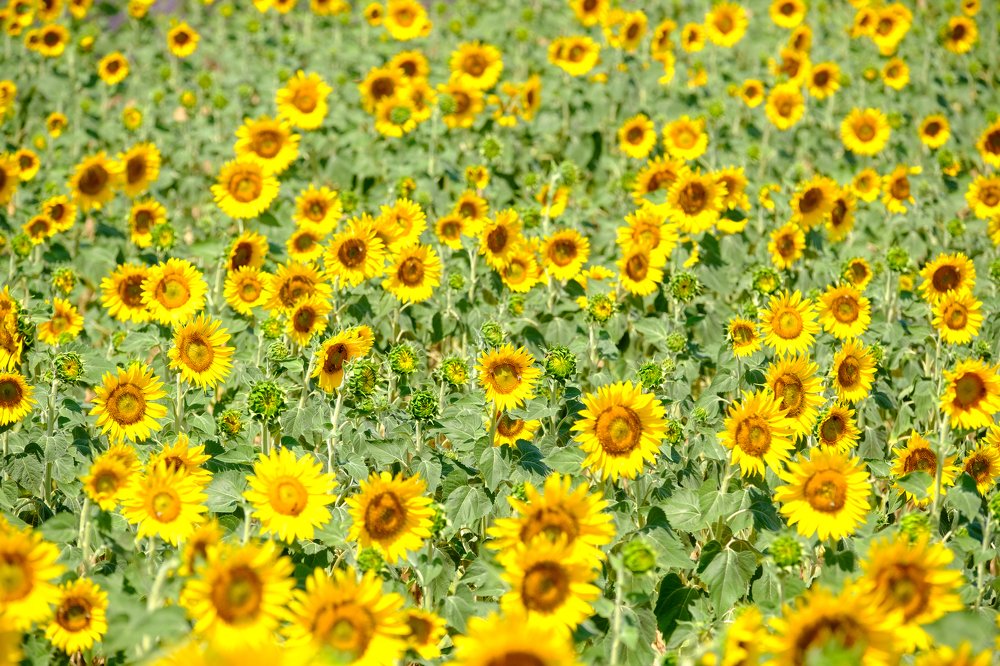 Photograph by Денис Семенов