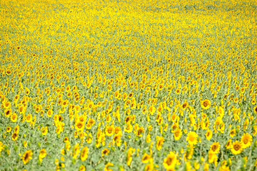 Photograph by Денис Семенов