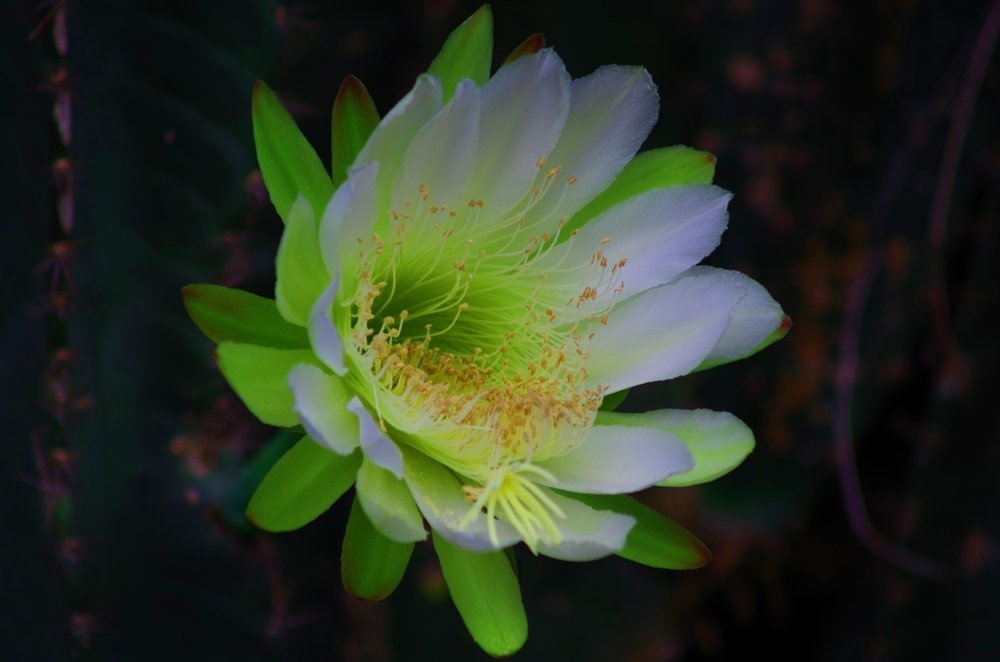 Фотография автора Darshan M. Trivedi