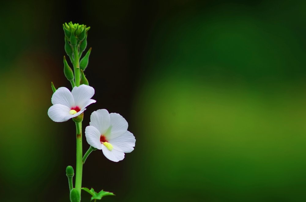 Фотография автора Darshan M. Trivedi