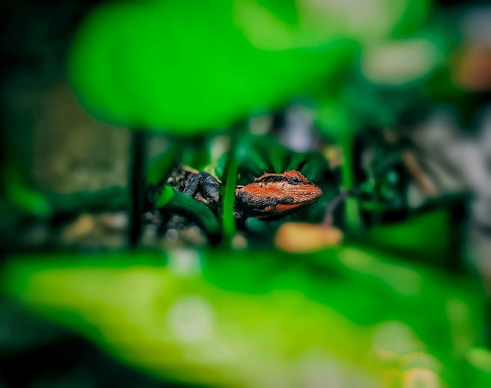 Photograph by Shiba Shankar Sahu