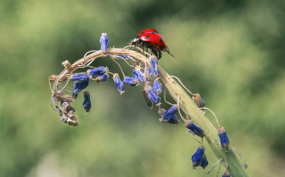Photograph by Тараненко Анжелика
